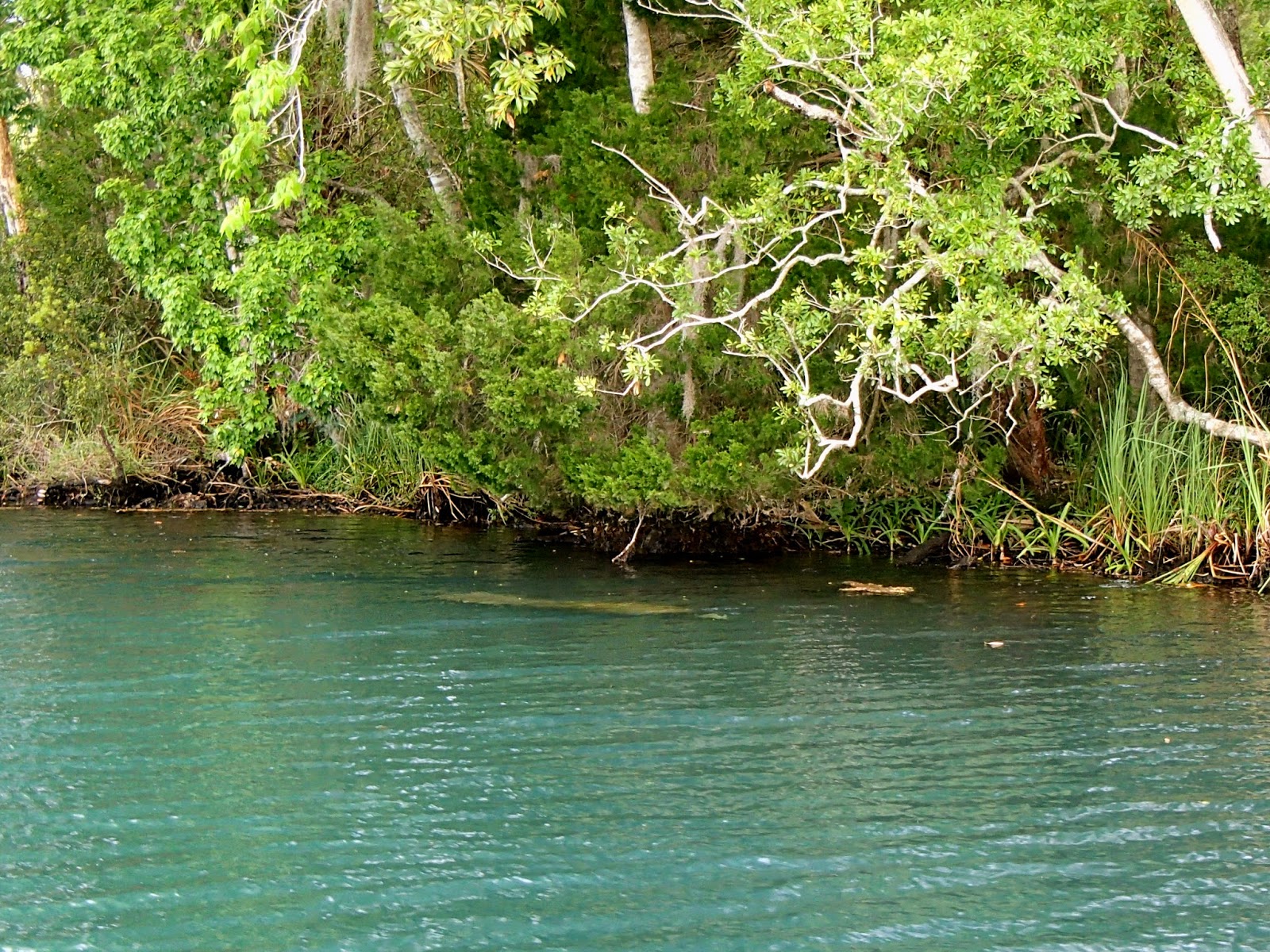manatee swimming up river