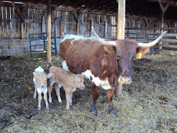 How about these charolais cross calves!