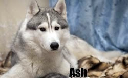 Ash actual