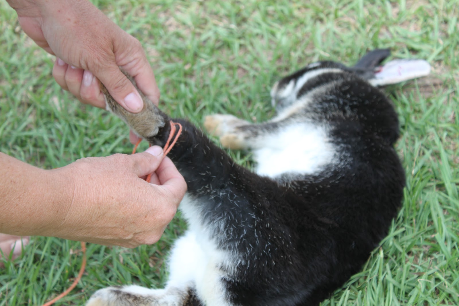 Homestead Life How To Skin a Rabbit