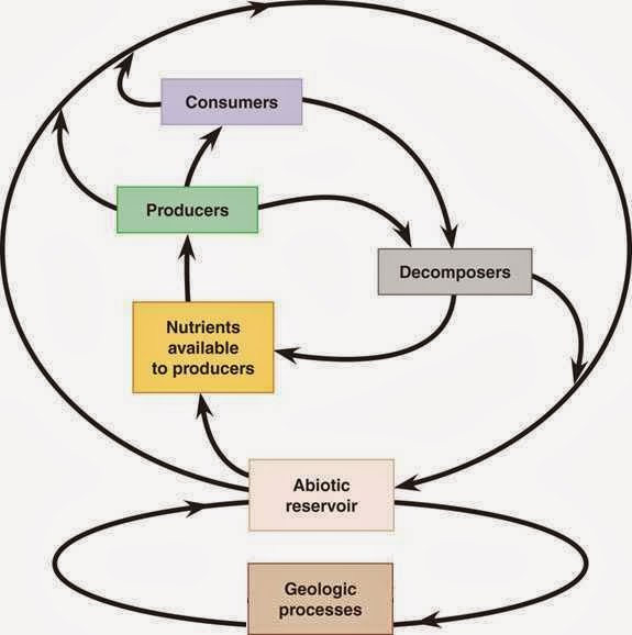 Biogeochemical Cycles Nutrient Cycles ppt download Kullabs