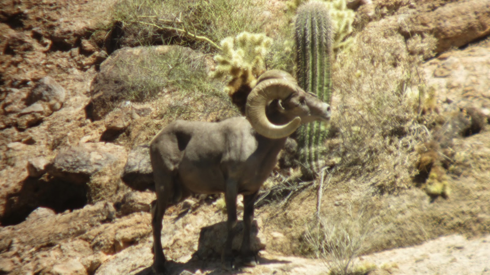 AZ+Desert+Sheep+Scouting+Photos+with+guides+and+outfitter+Colburn+and+Scott+Ouitfitter+2.JPG
