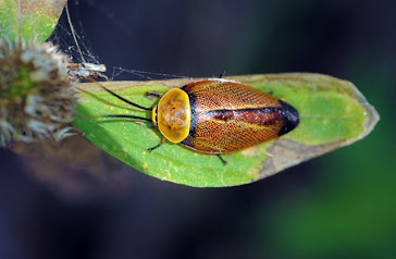 Native Australian Cockroach