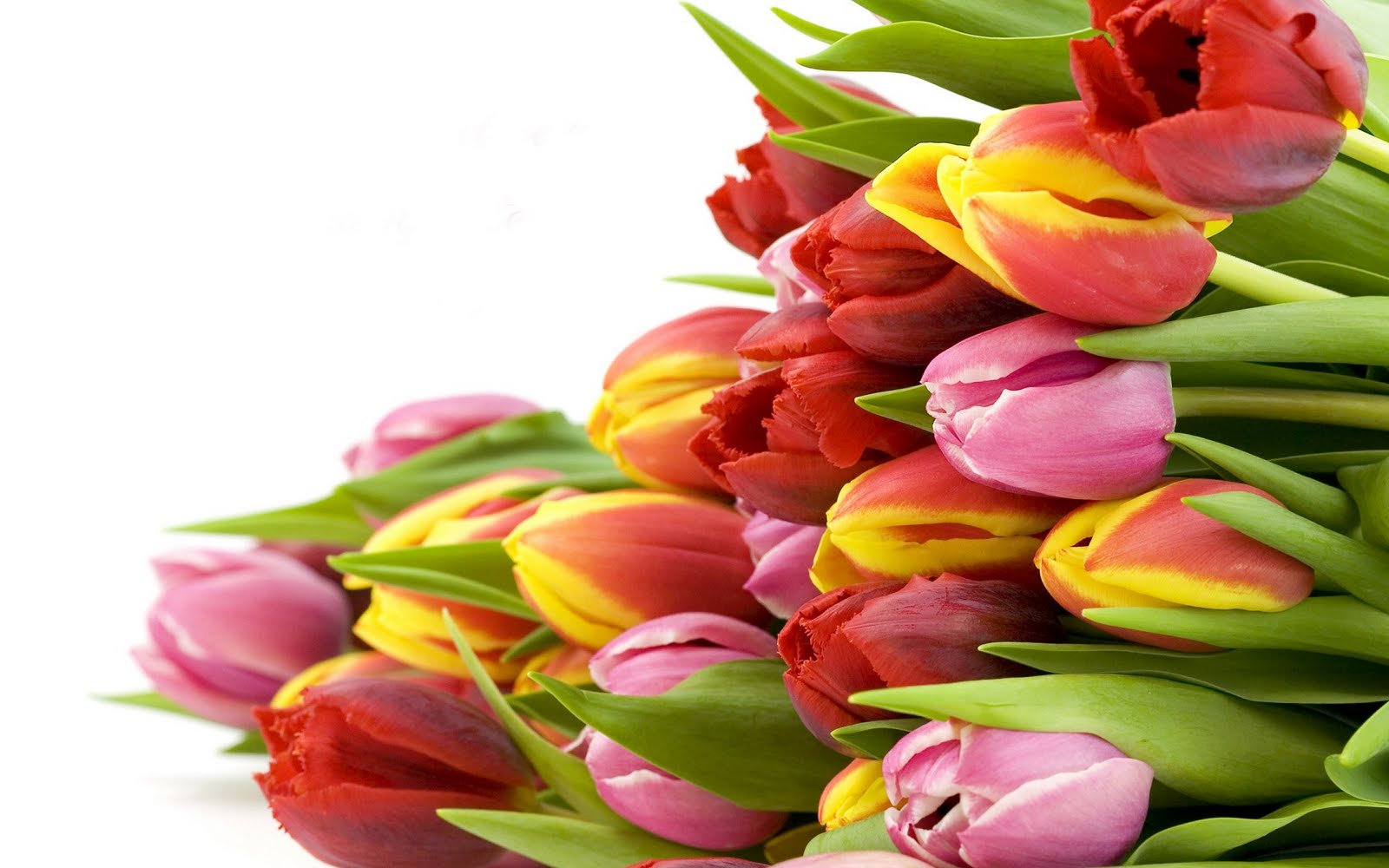 http://4.bp.blogspot.com/-AjY5RjjQVO8/TcrJ2EaTLVI/AAAAAAAAMgA/qfAebFeHyFo/s1600/tulip-flowers_2560x1600_79993.jpg