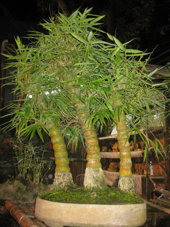 Bonsai Blogger Bonsai Blogger Bonsai