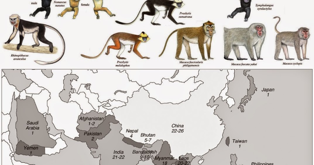 Species New to Science [Primate • 2014] Asian Primates An Updated