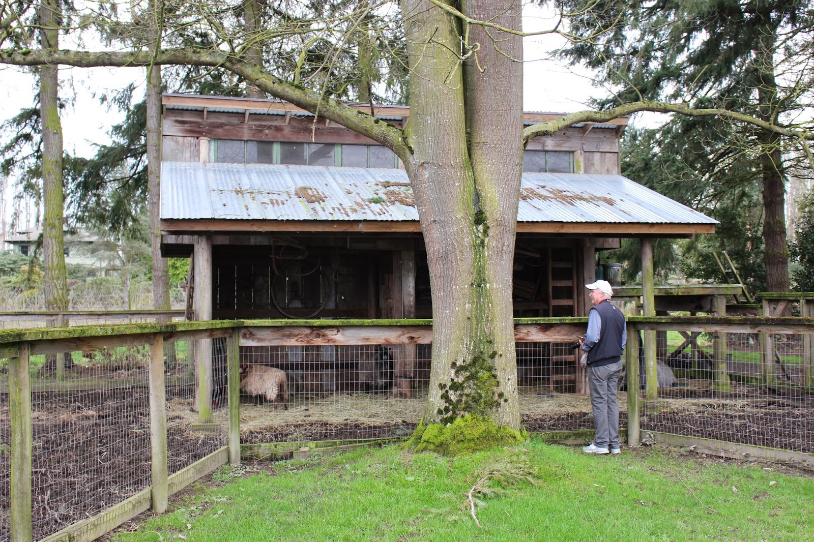 Rooted In Thyme Christianson's Nursery in Mt. Vernon, Washington and