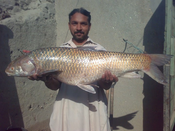 Fishing In Pakistan Fishing In Pakistan (Bhakkar Fishing Oct2010