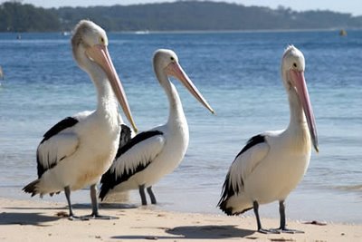 PELICANOS Foto de pelícanos en la playa