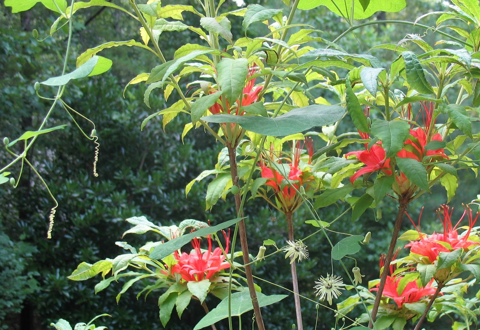 Using Native Plants Native Vines Grow on You