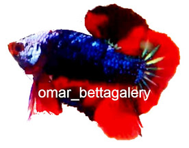 Omar_ betta galery