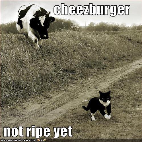 lolcat cheeseburger