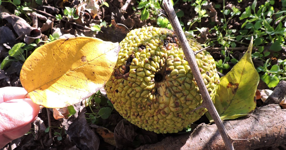 Are Hedge Apples Safe For Dogs