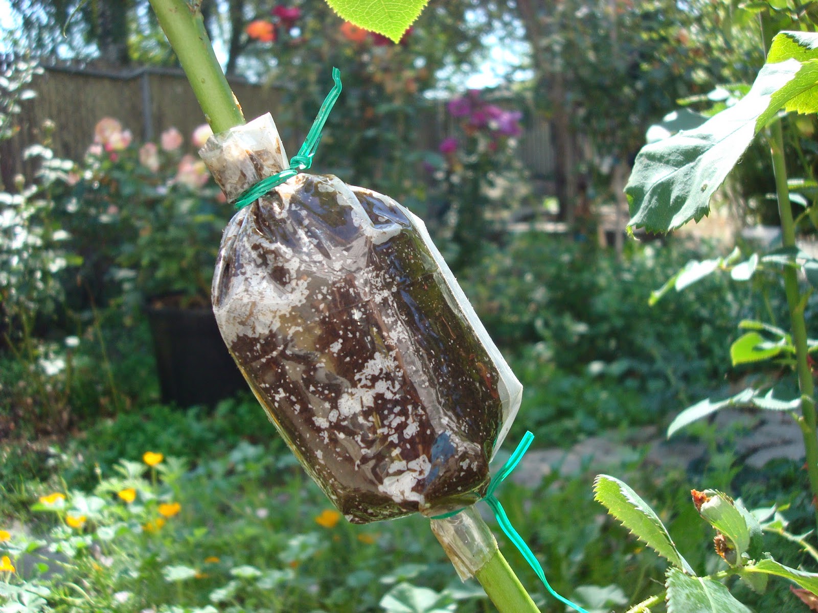 Air Layering Rose Propagation