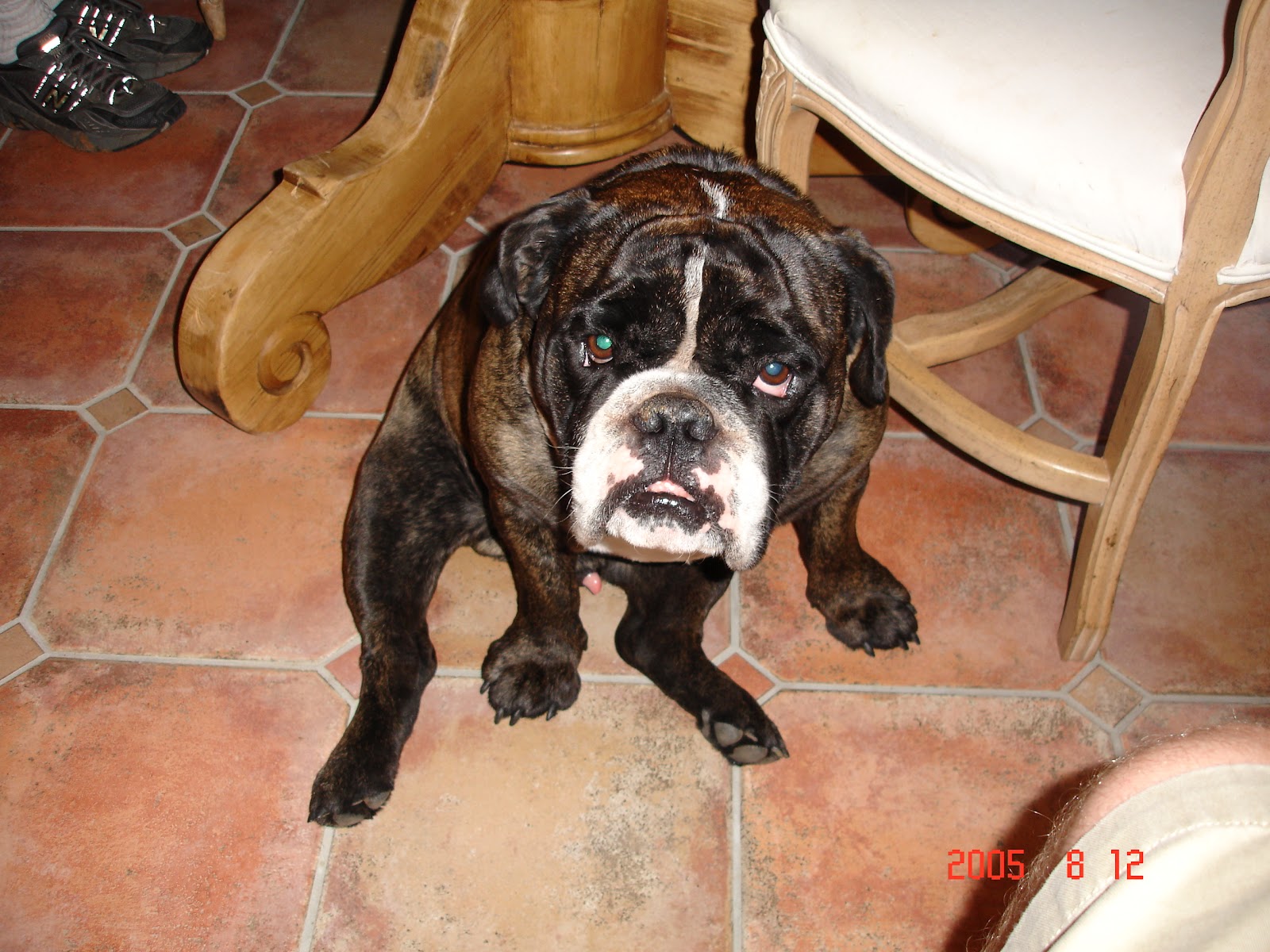 A Bulldog