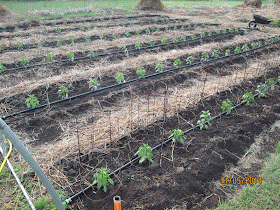 hatch pepper plants transplanted into garden beds