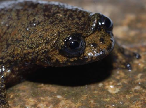 Barbourula kalimantanensis