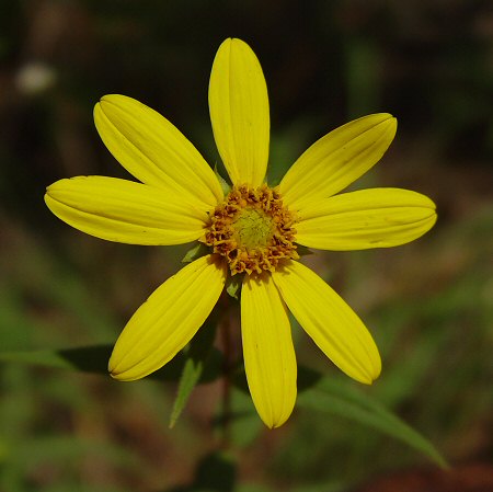 Helianthus divaricatus flowers Pictures of flowers Flower meanings Flower pictures Types of