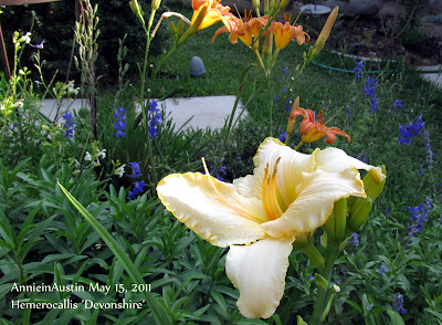 Annieinaustin,Devonshire daylily
