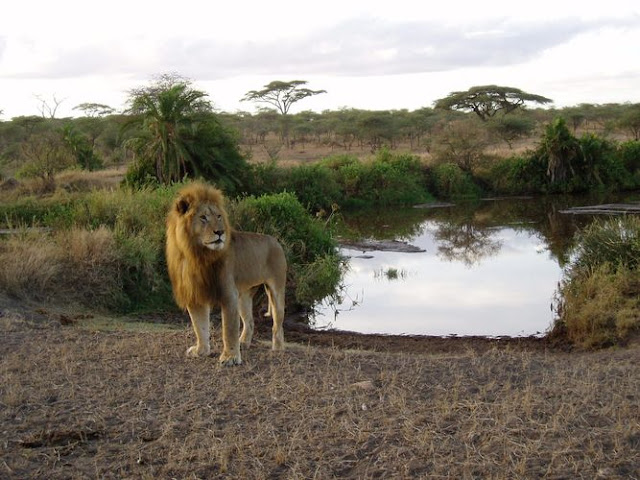 king of forest,animalia,mammalia,chordata,carnivora,felidae,panthera,tigris king of forest,animalia,mammalia,chordata,carnivora,felidae,panthera,tigris