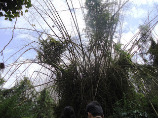 Bamboos Bamboos in Dubare forest