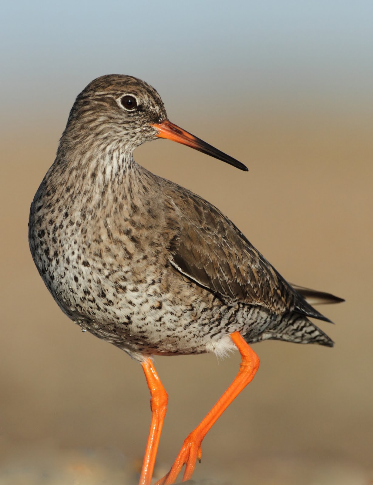 Dan's Wildlife Blog Robbie Redshank