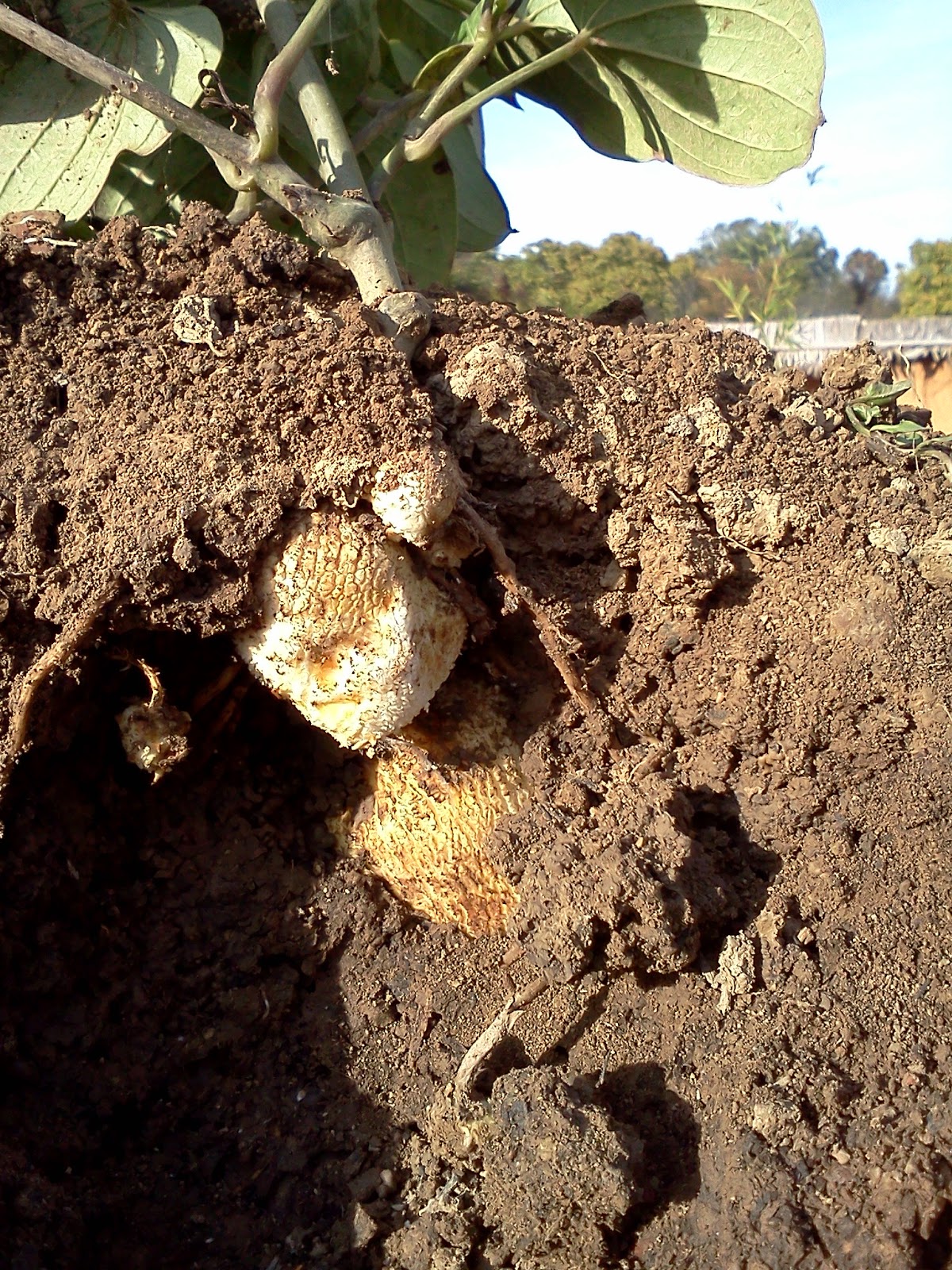 Frontier Culture Museum of Virginia Yam Day Harvest!
