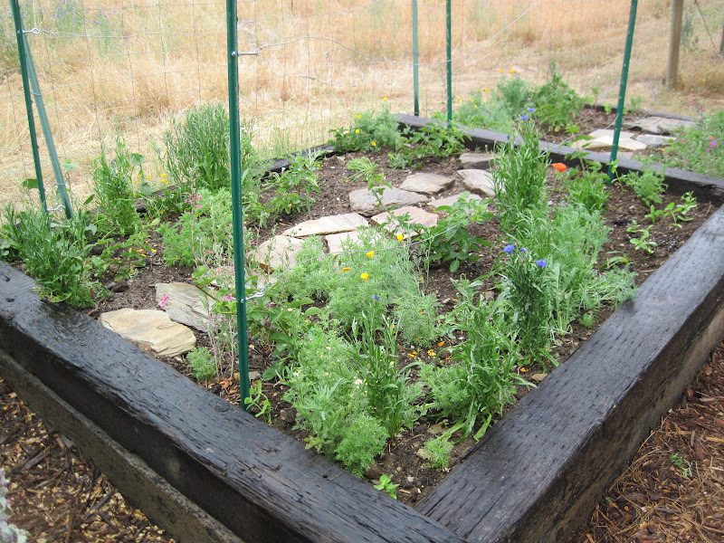 Frogpond Chronicles The Blackberry Beds