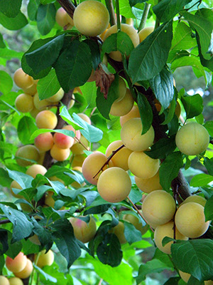 Tree Filled with Yellow Plums