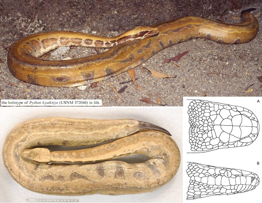 Myanmar Shorttailed Python Python kyaiktiyo The World of Animals