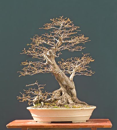 bonsai of Le Trong Tinh