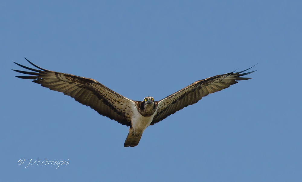 Águila pescadora, Pandion haliaetus, Osprey Águila pescadora, Pandion haliaetus, Osprey