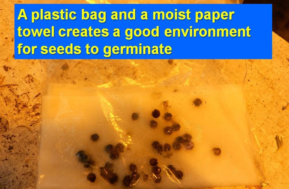 HTGSupplys Ask The Doc Seed Germination in a Plastic Bag