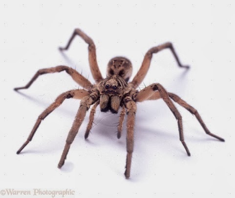 arachnophobia research paper Essays & papers arachnophobia essay - paper example arachnophobia essay - arachnophobia essay example arachnophobia arachnophobia is a scientific term. arachnophobia research paper Essays & papers arachnophobia essay - paper example arachnophobia essay - arachnophobia essay example arachnophobia arachnophobia is a scientific term.