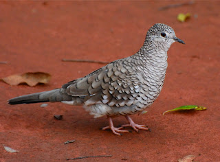 Scaled Dove
