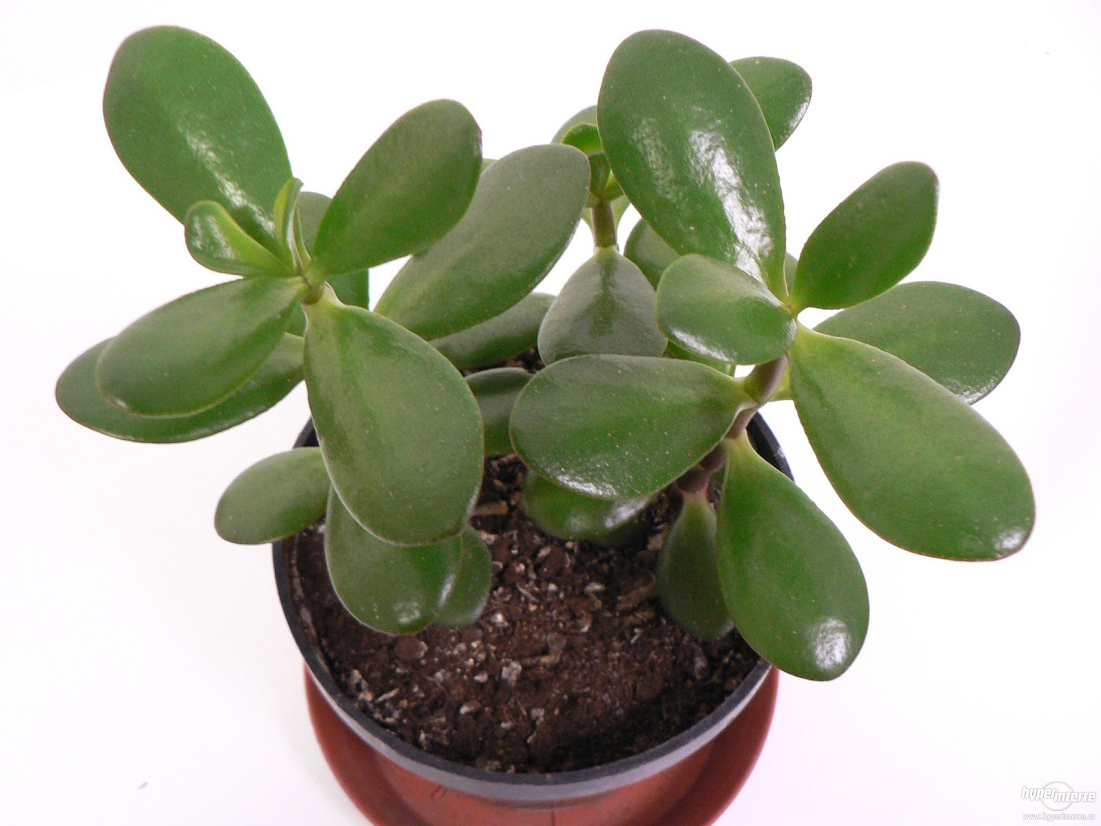 rostlina