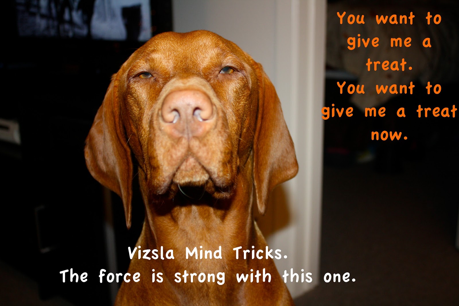 crazy vizsla