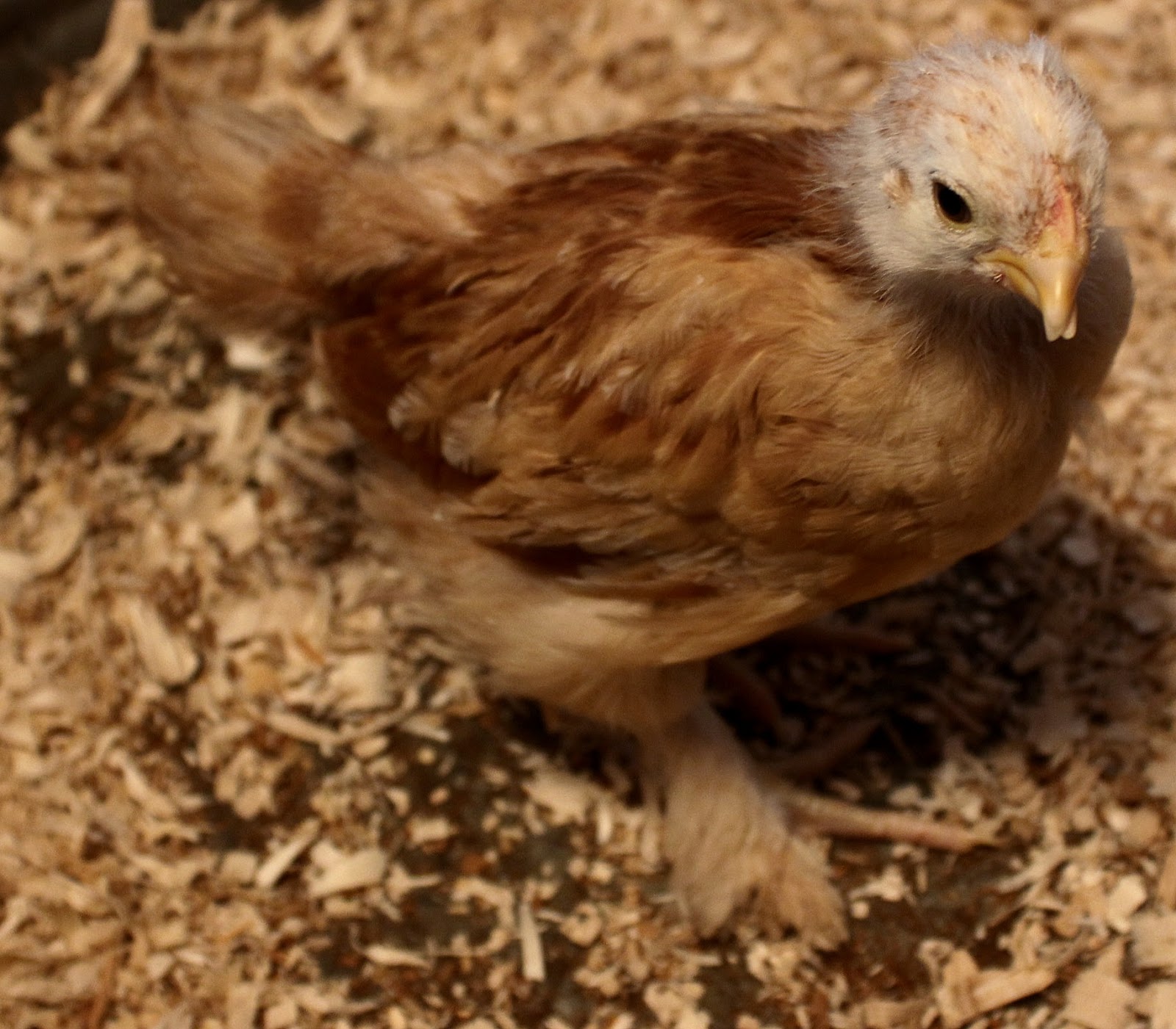 The Borne Homestead Scissor Beak