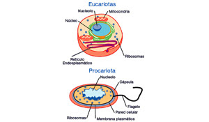 CELULA PROCARIONTE Y EUCARIONTE celula procarionte y eucarionte:
