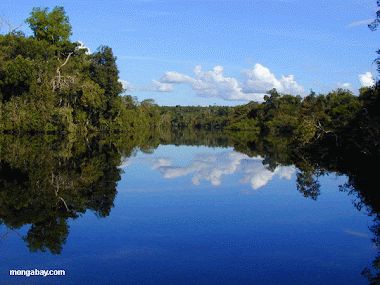 Amazon Black Water River