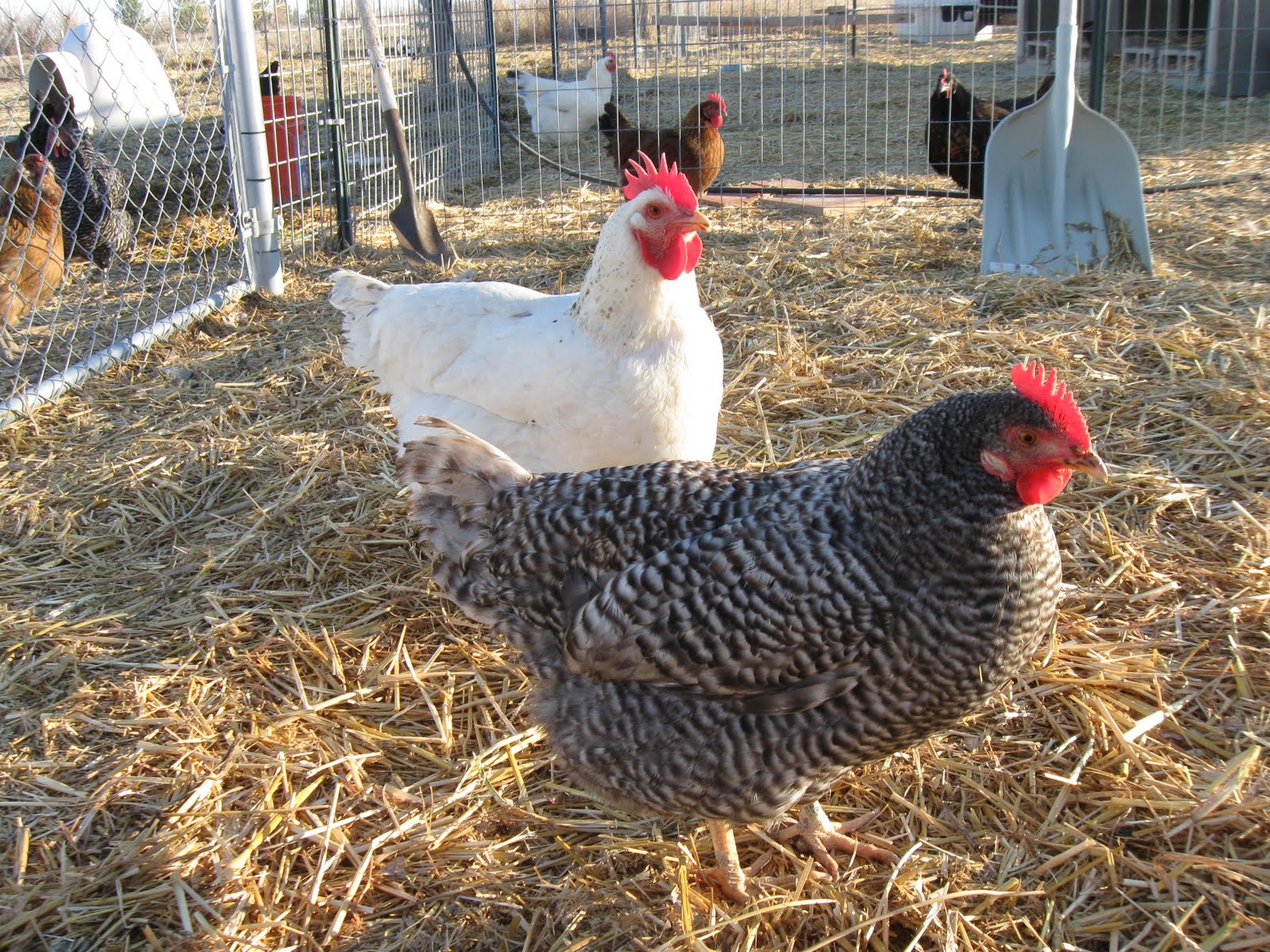 barred leghorn