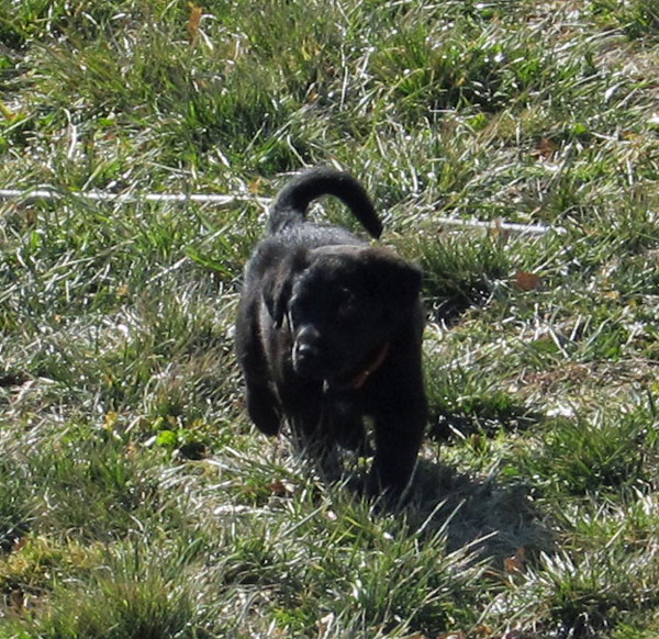 Talking Dogs at For Love of a Dog Wordless Wednesday Joy in Motion!