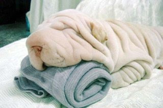 Funny Dog Pictures