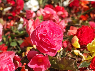 carnations flowers picture carnations flowers picture