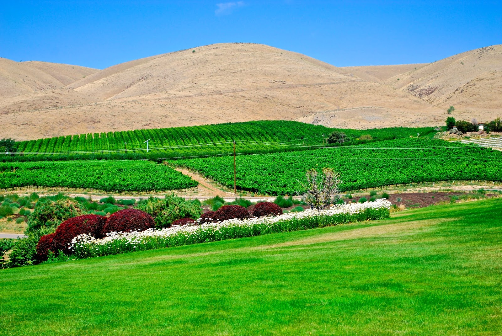 Wanderlust Traveler Yakima Valley, Washington (Wineries)