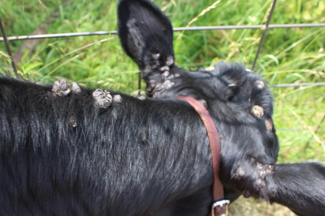 warts that won't go away Keeping A Family Cow