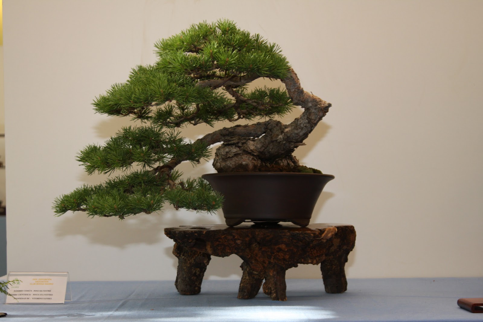 MIS COSAS CLUB BONSAI MADRID XXIX PARTE I