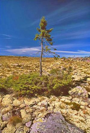 Oldest,tallest,Biggest and Widest Trees of the World Oldest Trees of the World