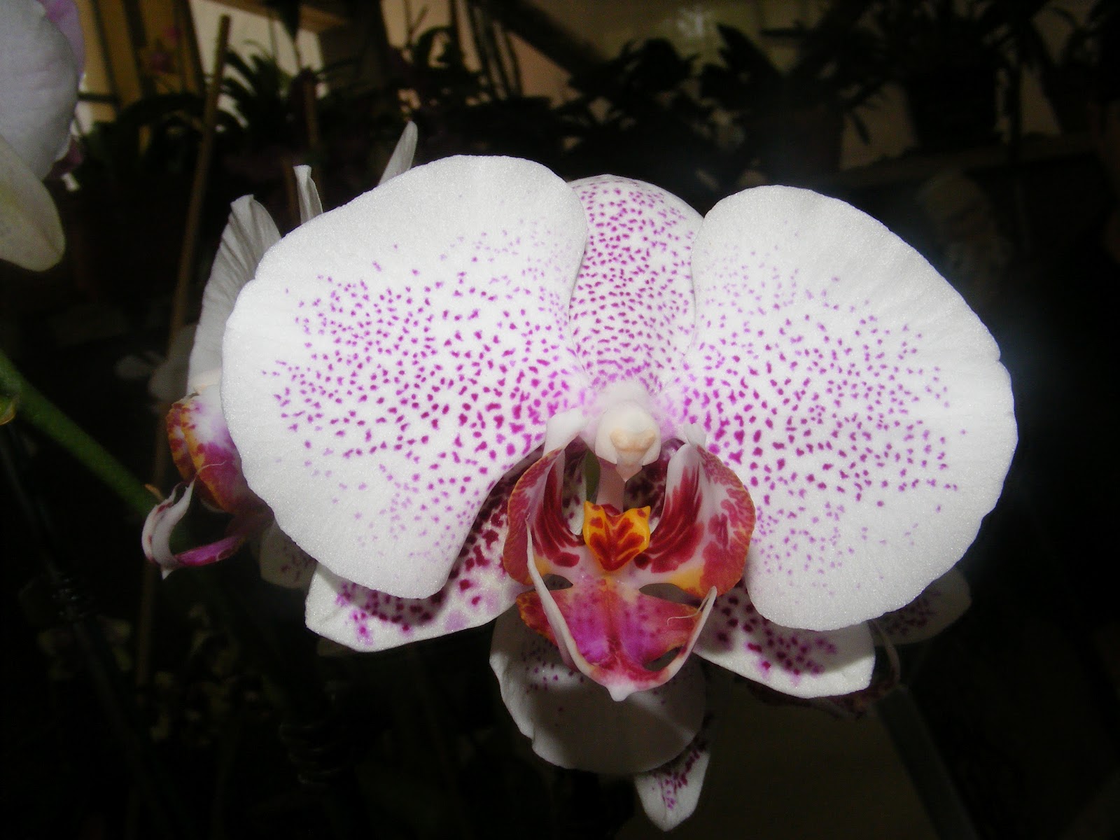 Flowers Galore; Did You Know?