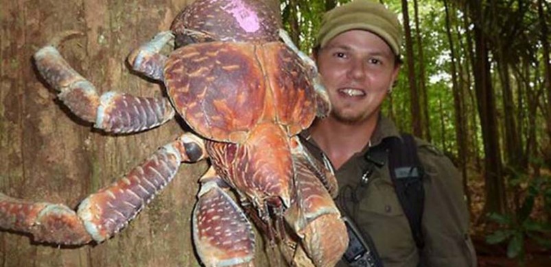 Poznajcie kraba palmowego, stwora, który chodzi po ulicach!